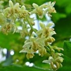 De vrouwelijke- en mannelijke bloemen van de hopplant
