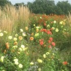 Dahlias vullen uw tuin met bloemen in prachtige kleuren