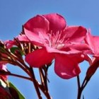 De oleander is een mediterrane bloeier in Nederland