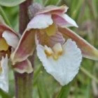 Wilde orchideeën in natuurgebieden, duinen en bermen