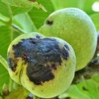 De walnotenboom en voorkomende ziekten