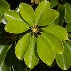 Schefflera (Schefflera arboricola en actinophylla)