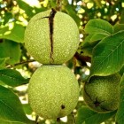 Waarom onder walnotenbomen maar weinig groeit