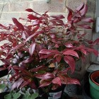Winterharde balkonplanten: Leucothoe zeblid 'Scarletta'