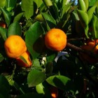 Mediterrane balkonplanten: sinaasappelboompje (Citrus mitis)