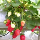 Fruitplanten op het balkon: lekkere zelfgekweekte aardbeien!