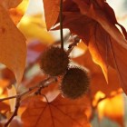 De gewone plataan (Platanus × hispanica)