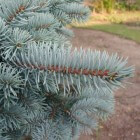 Blauwspar (Picea pungens)