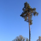De grove den (Pinus Sylvestris)