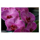 Orchidee: verzorging per seizoen en promotieverenigingen