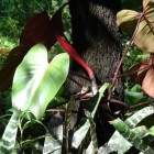 Philodendron Erubescens; de klimplant met de rode stengels