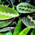 Maranta: bont gekleurde Zuid-Amerikaanse kamerplanten