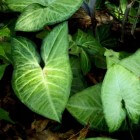 Syngonium, kamerplant met pijlvormige bladeren