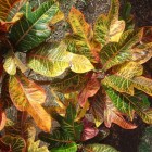 Croton, de kamerplant met gekleurde bladeren