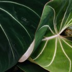 Niet klimmende Philodendron-soorten als kamerplant
