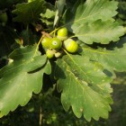 Wintereik (Quercus petraeae)