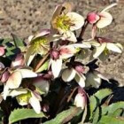 Helleborus (kerstroos en lenteroos): bloemen in de winter