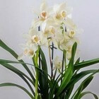 De hybride Cymbidium: een orchidee met een zee van bloemen