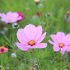 Een wei met bloemen