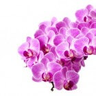 Orchideeën, hoe verzorg je ze?