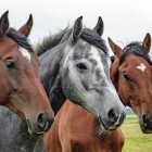 Artrose supplementen voor paarden