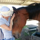 Equine Touch: holistische behandeltechniek bij paarden