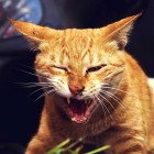 Kattengedrag: wat te doen als je kat bijt