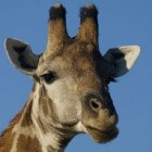 Giraffe, imposant dier in Afrika