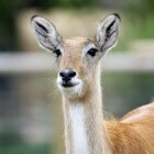 Impala, de meest sierlijke en lieve antilope