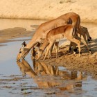 Veel voorkomende antilopes in Afrika