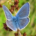 Blauwe vlinders in Nederland en België