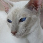 BAER-tests en doofheid bij witte katten