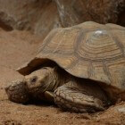 Schildpadden: Galapagos-reuzenschildpad