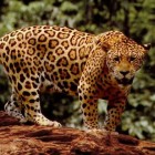 De jaguar: een sluw en onzichtbaar roofdier