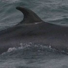 Dwergvinvis of Minke Whale in de Noordzee