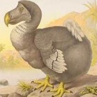 Dodo of Walgvogel - 3D-scantechniek brengt skelet in beeld