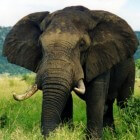 De hoogontwikkelde communicatie tussen Afrikaanse olifanten