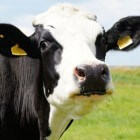 De koeiendans: een koe in de wei is gezonder en blij