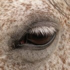 Zintuigen van het paard - Het gezichtsvermogen