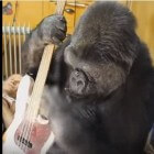 Het leven van de westelijke gorilla Koko ('Project Koko')