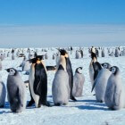 Het leven van de verschillende dieren op Antarctica