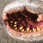 Zeeprik  rondbek negenoog met monsterlijke zuigmond