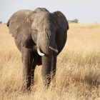 De verschillen tussen Aziatische en Afrikaanse olifanten