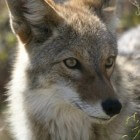 Coyotes: 25 weetjes over kenmerken en gedrag van de dieren