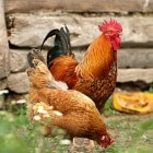 Voeding voor kippen: Wat mogen kippen wel en niet eten