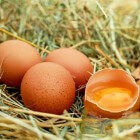 De smaak van eieren: Zo leggen je kippen goede eieren