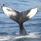 Walvismigraties per soort: Waar komen walvissen voor?