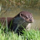 Otter: na uitsterven weer geherintroduceerd in schoner water
