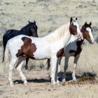 De American Paint horse en zijn prachtige vlekken