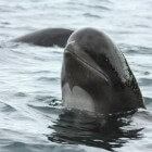 Griend  grote dolfijn en kleine walvis en de grindadráp